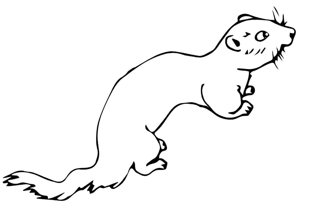 Charming ermine coloring book