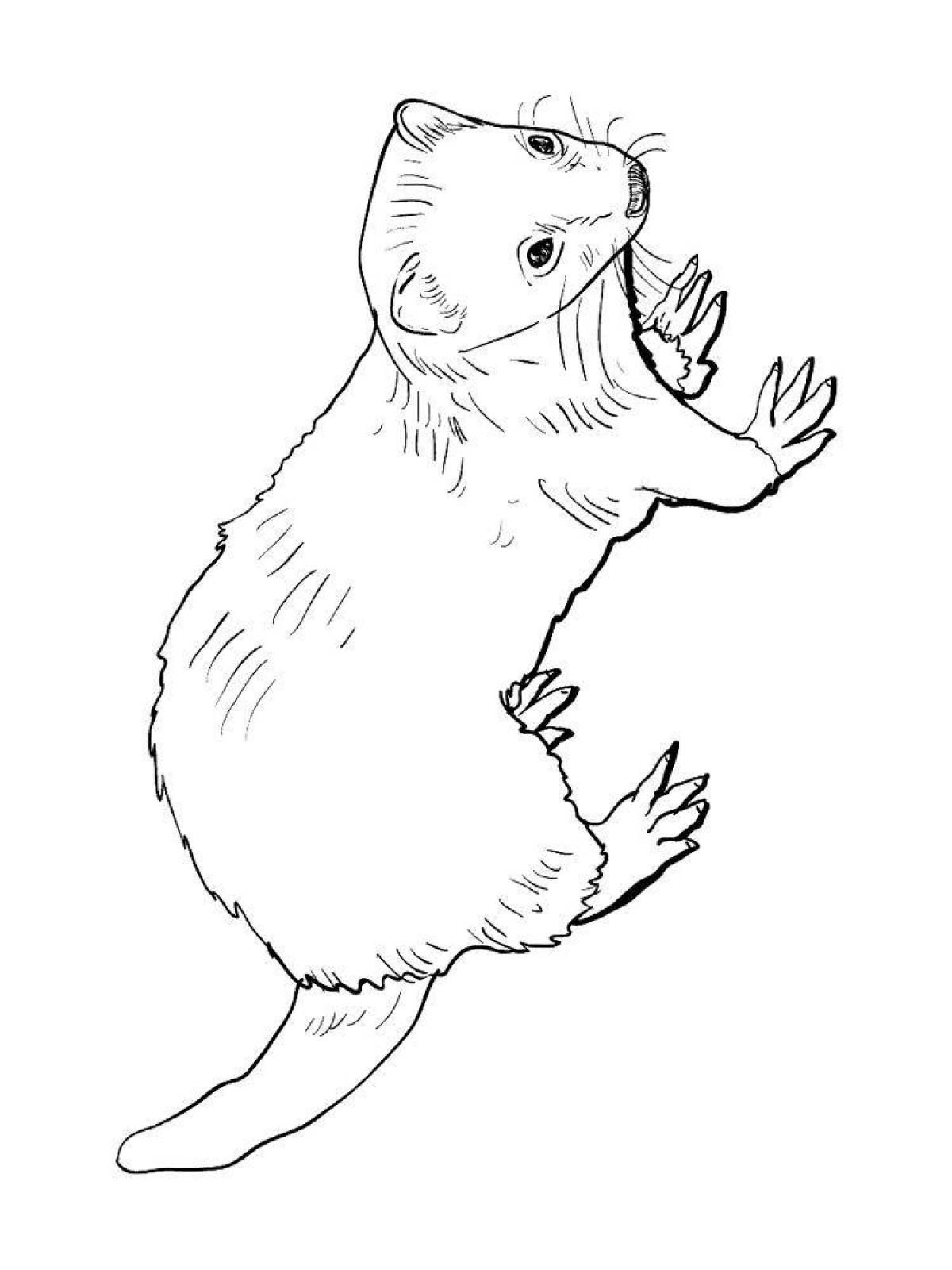 Sweet ermine coloring page
