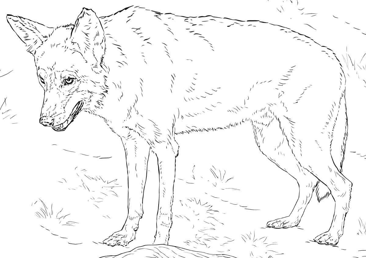 Раскраска ослепительно красного волка
