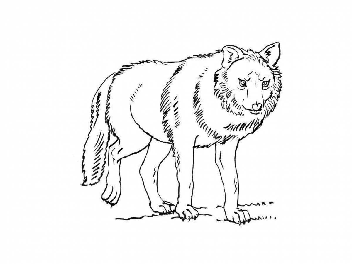 Раскраска изящный рыжий волк
