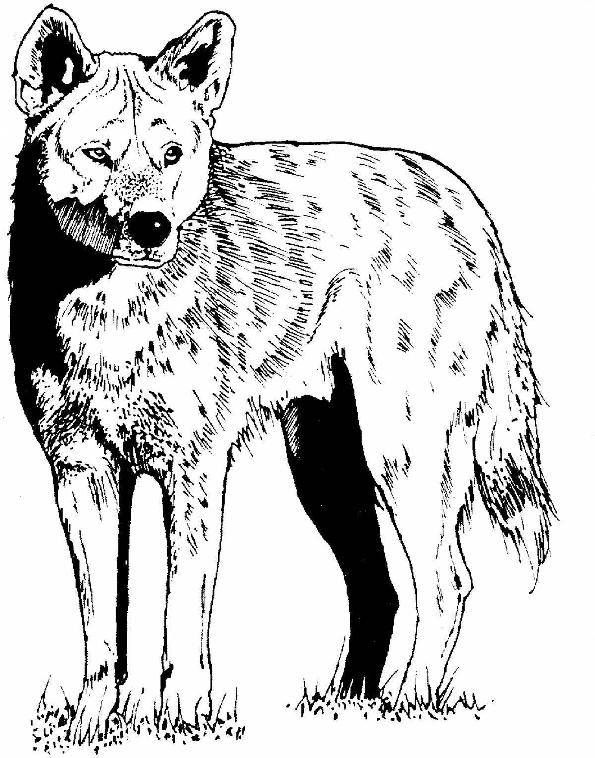 Раскраска изысканный красный волк
