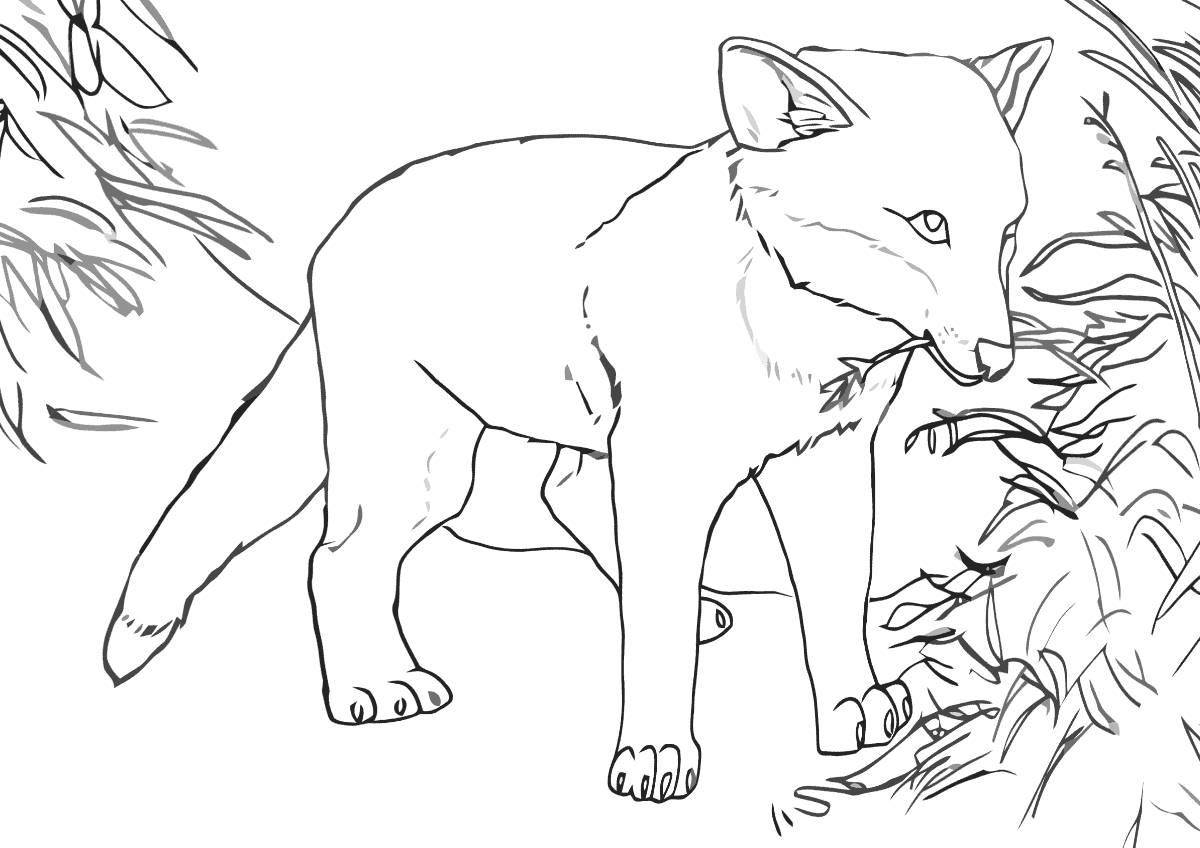 Раскраска рыжий волк
