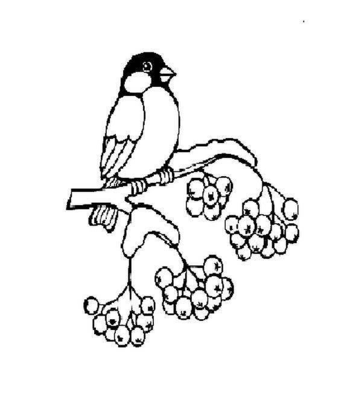 A fascinating bullfinch coloring book for children 4-5 years old