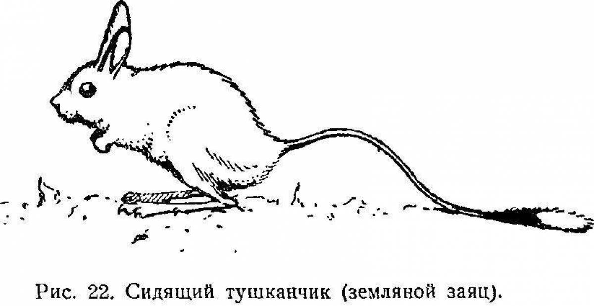 Как рисовать тушканчика