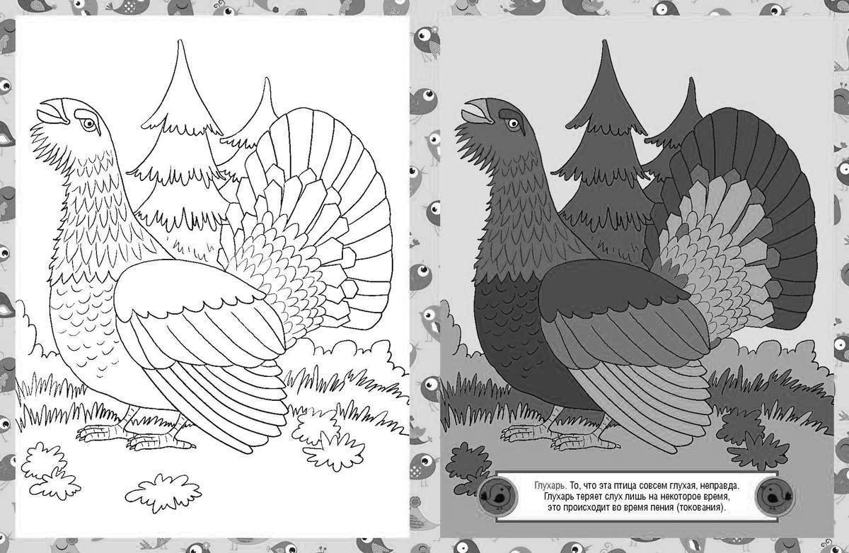 Глухарь раскраска. Глухарь раскраска для детей. Глухарь рисунок для детей. Глухарка раскраска. Рисунок глухарки