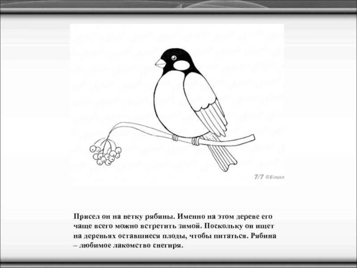 Задания снегирь. Снегирь раскраска для детей. Снегирь рисунок. Снегирь на ветке раскраска. Снегирь рисунок для детей раскраска.