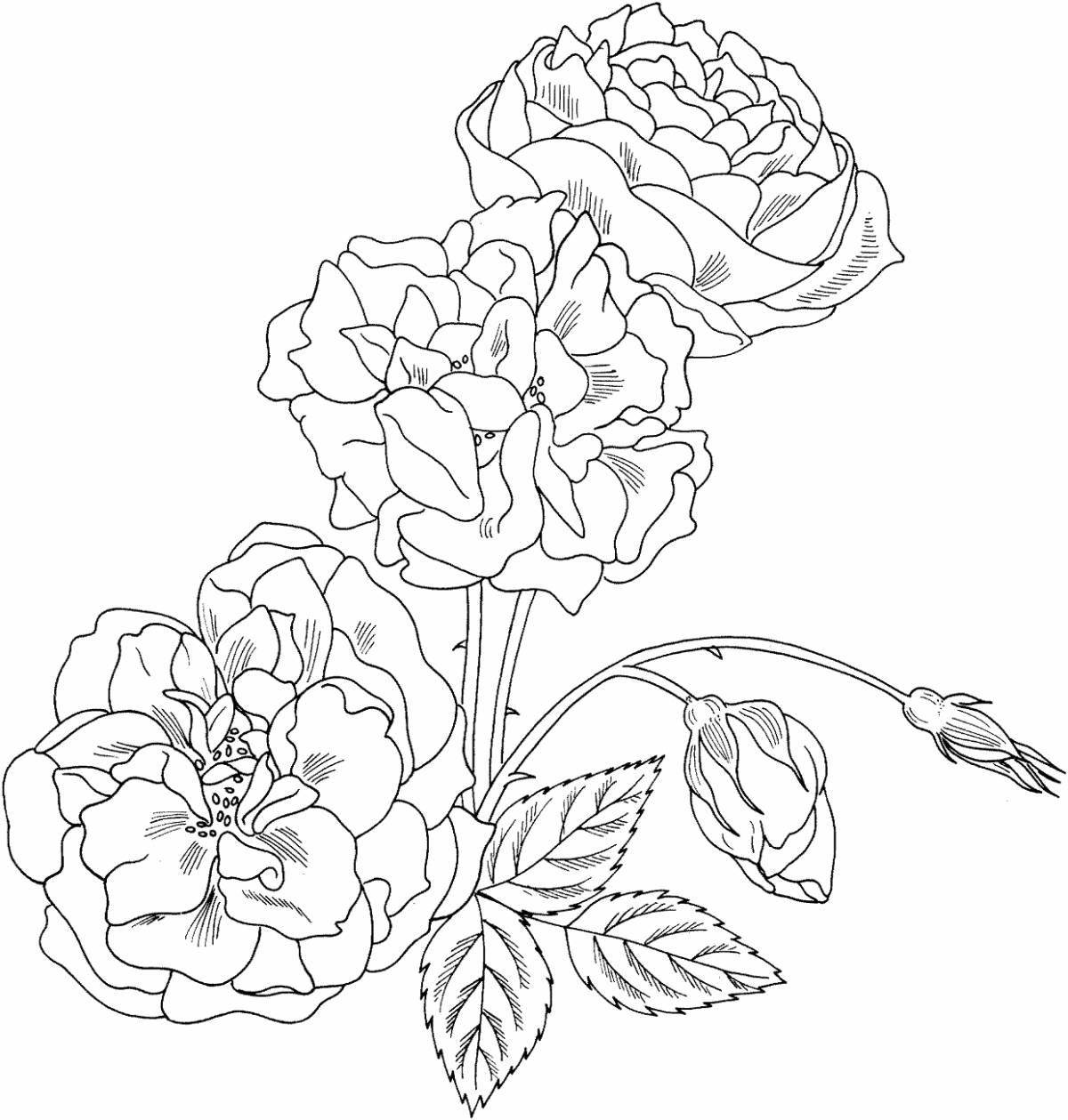 Раскраска сияющий букет роз