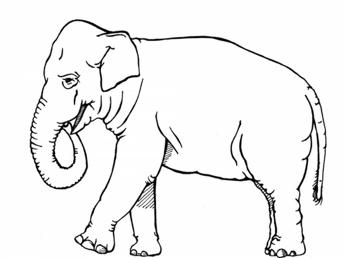 Coloring pages animals of hot countries for children 5-7 years old