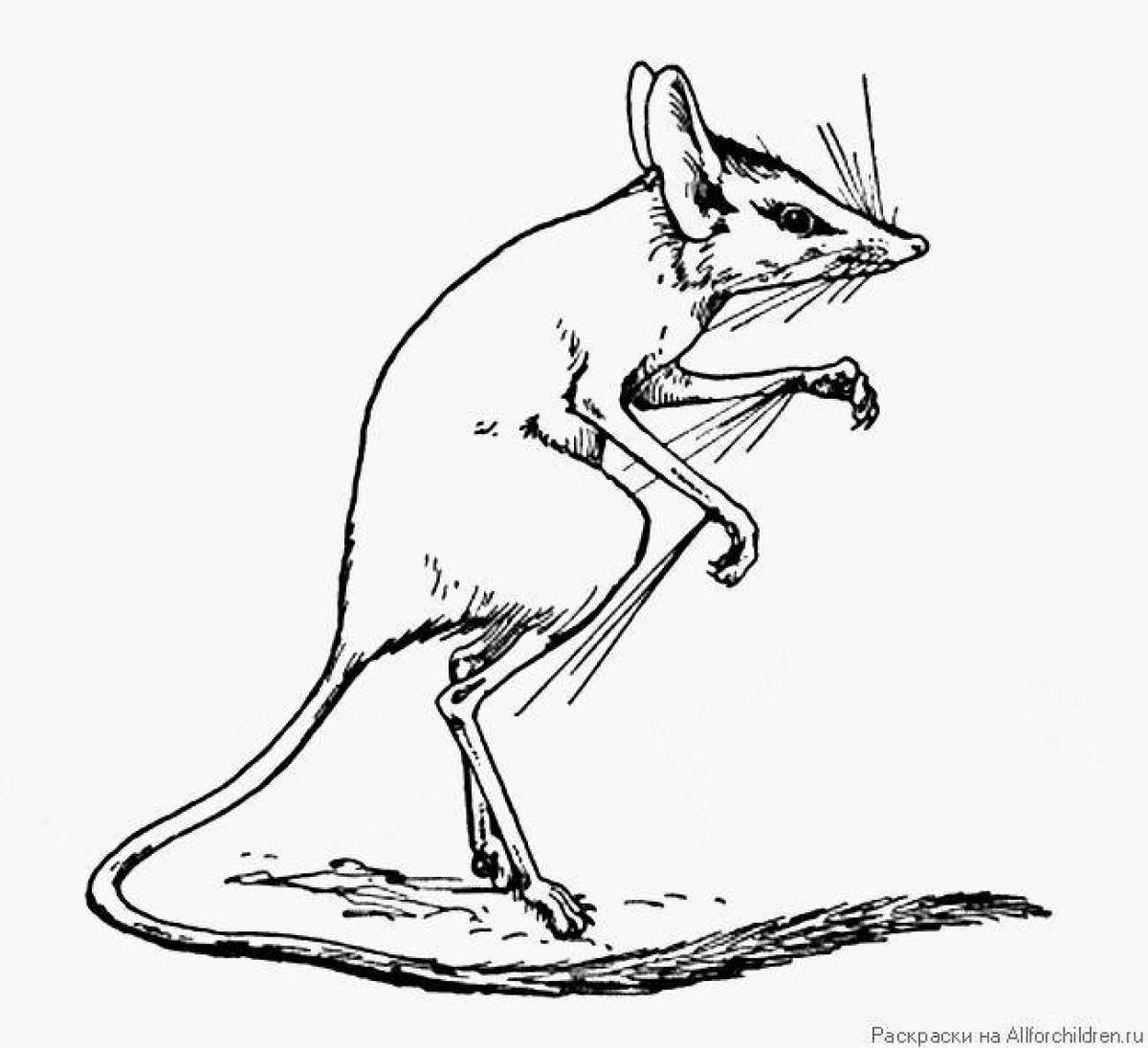 Coloring page charming jerboa