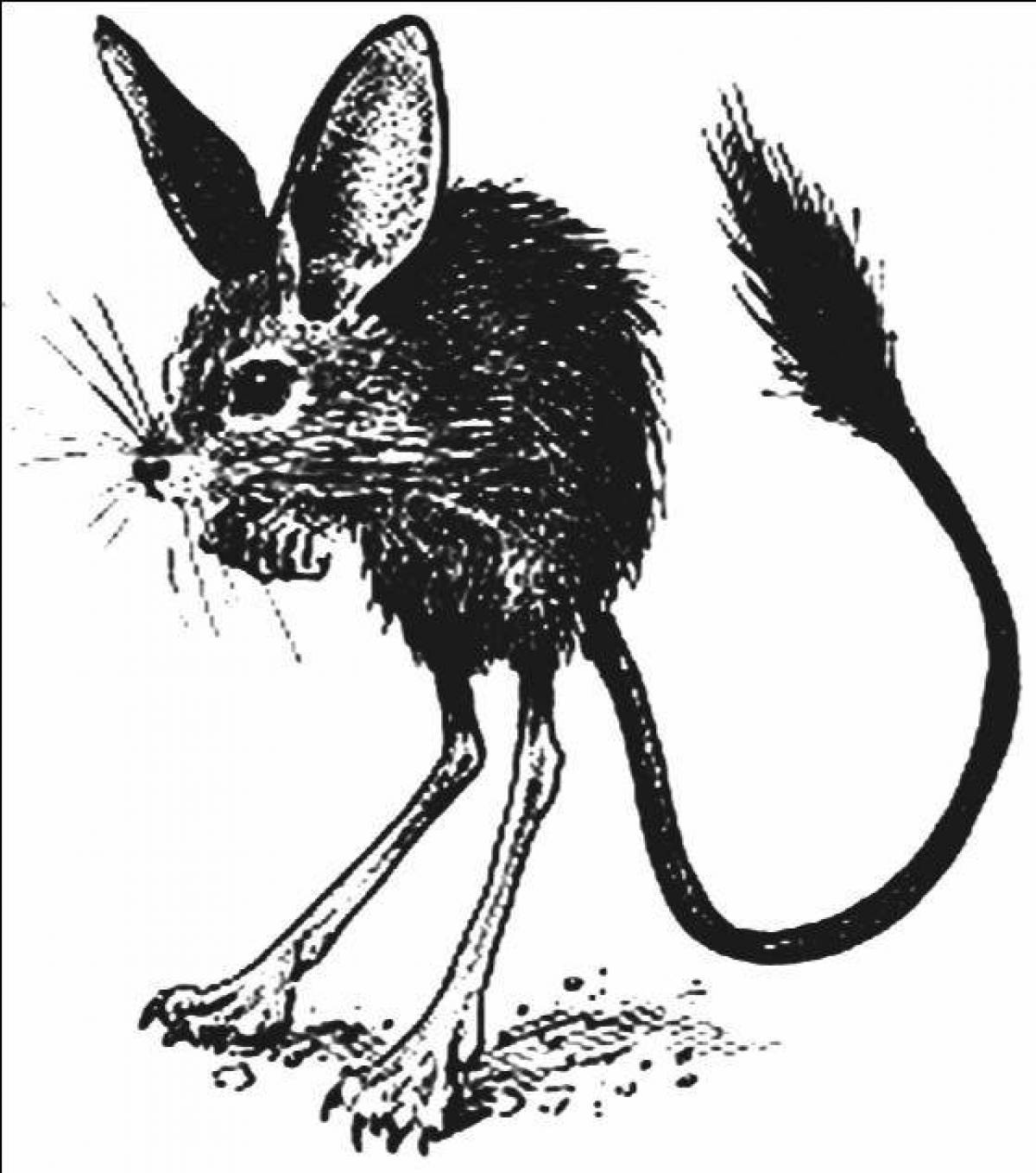 Glorious jerboa coloring page
