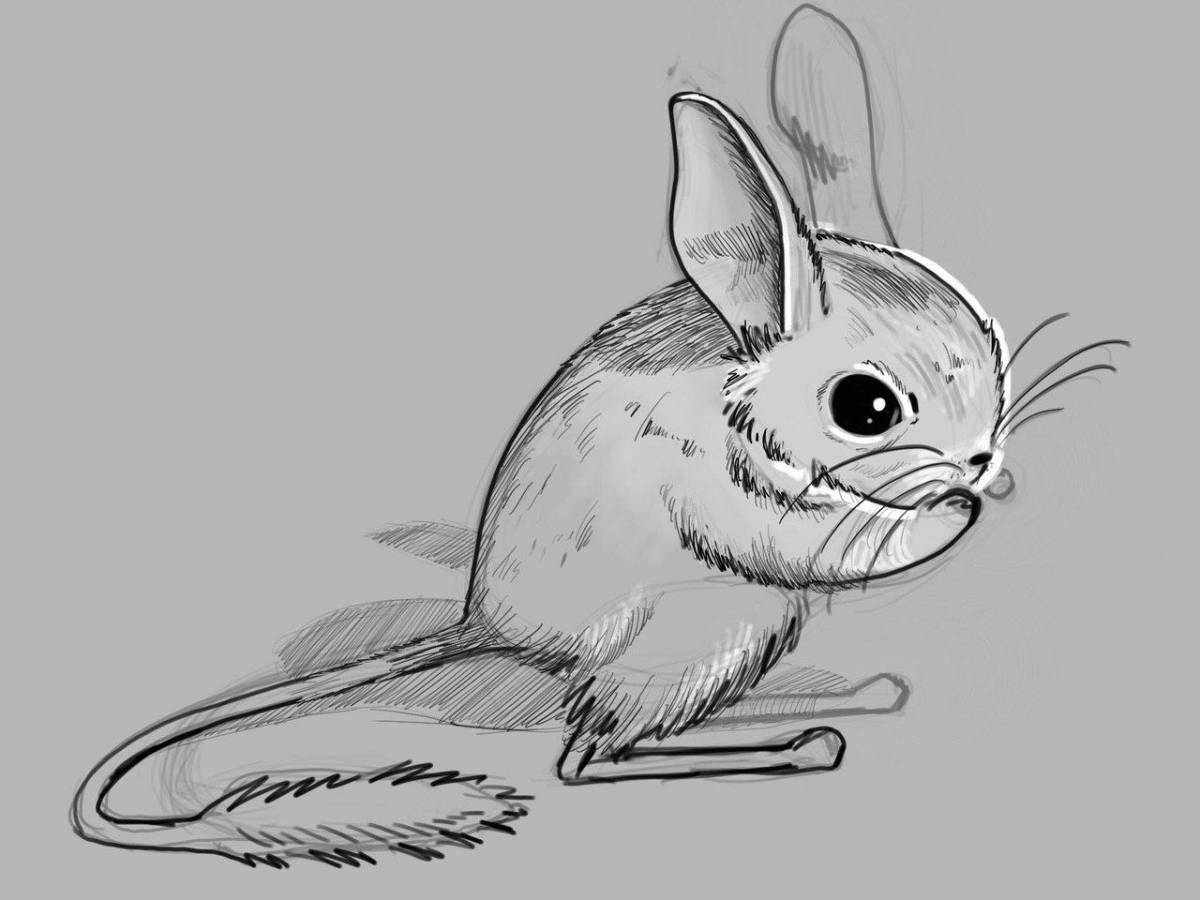 Amazing jerboa coloring book