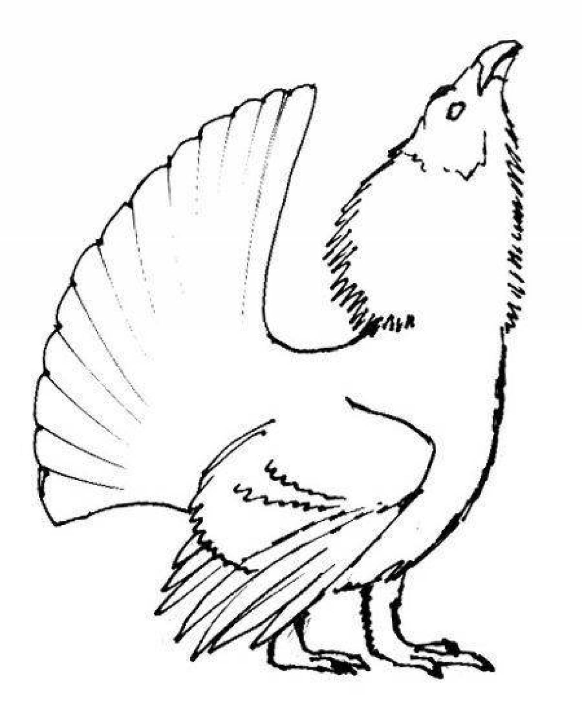 Coloring page charming capercaillie