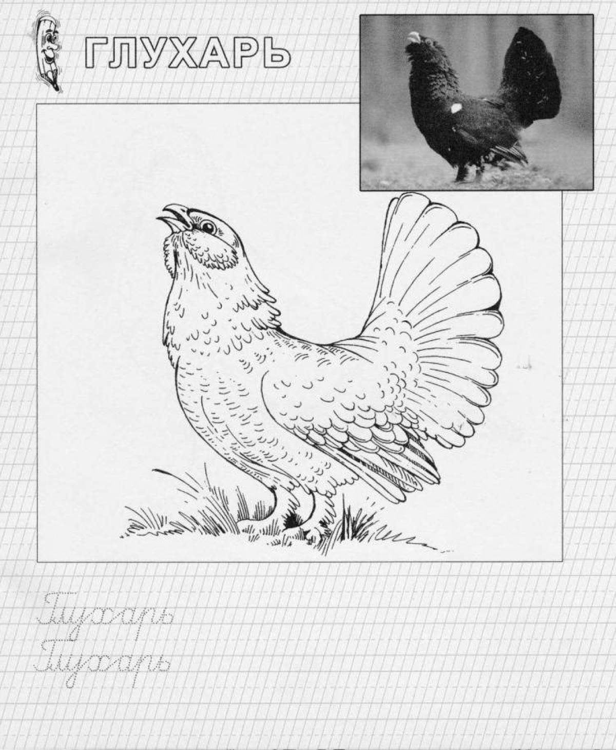 Coloring book exquisite capercaillie