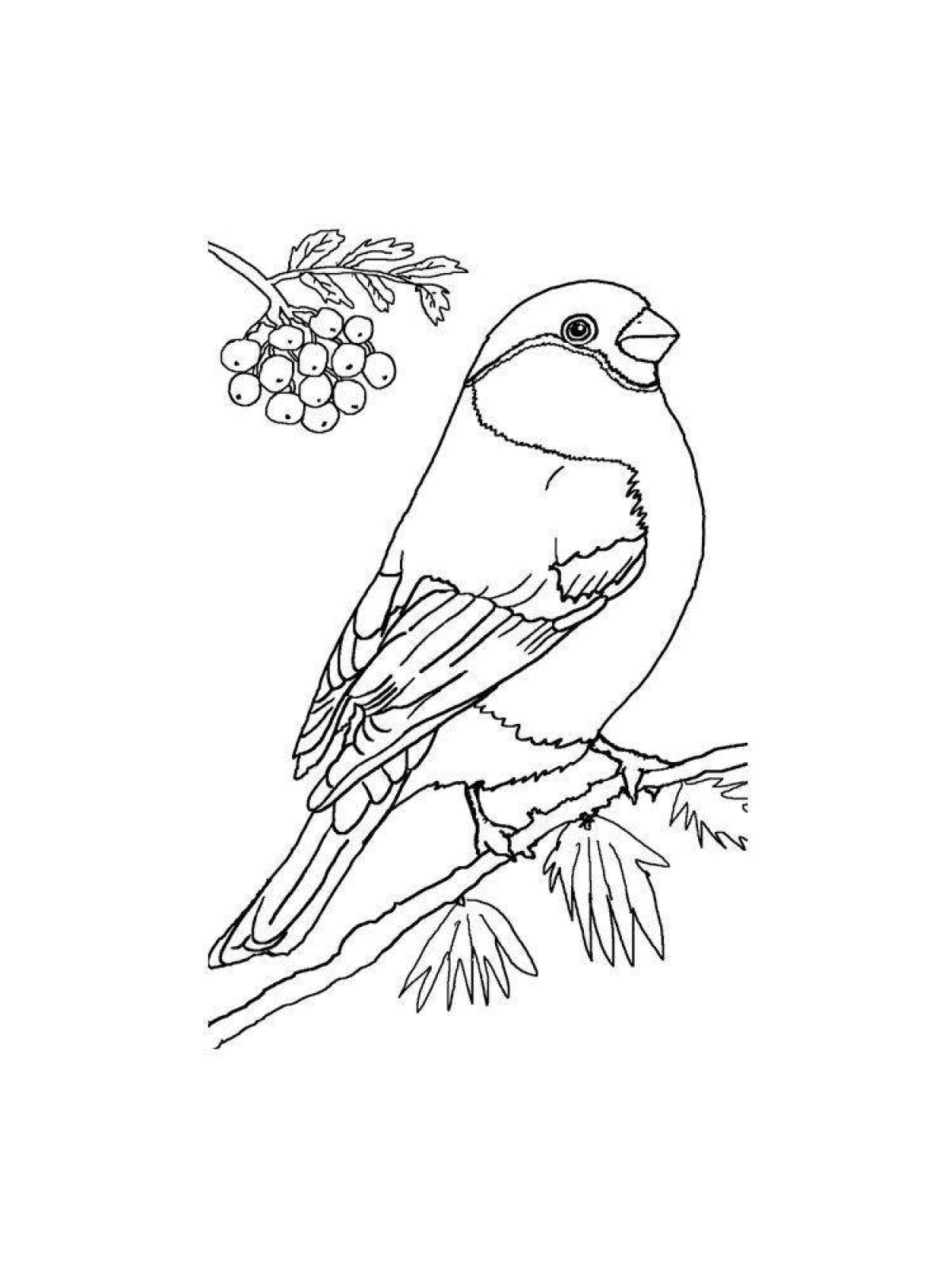Exquisite drawing of a bullfinch