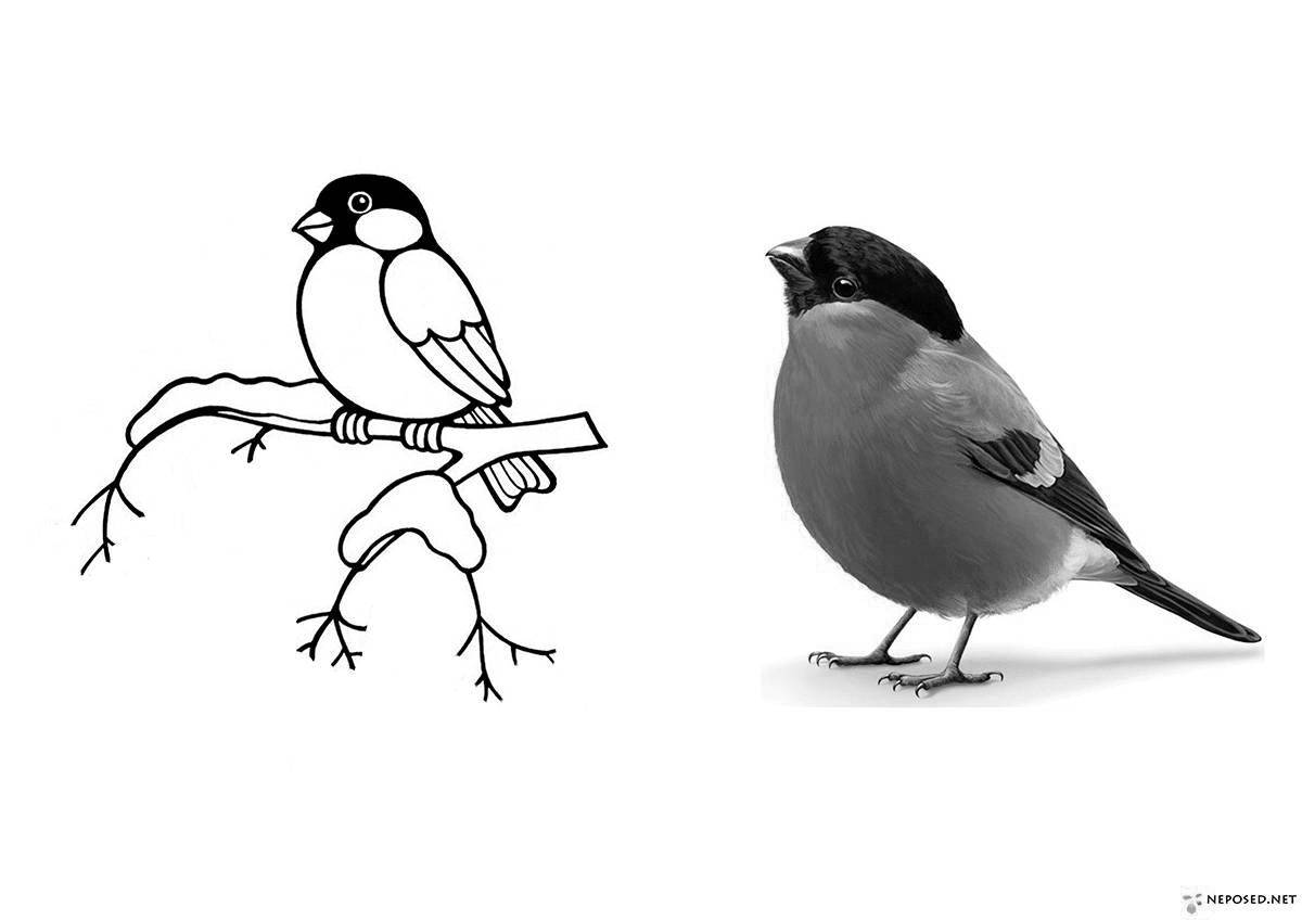 Delicate drawing of a bullfinch