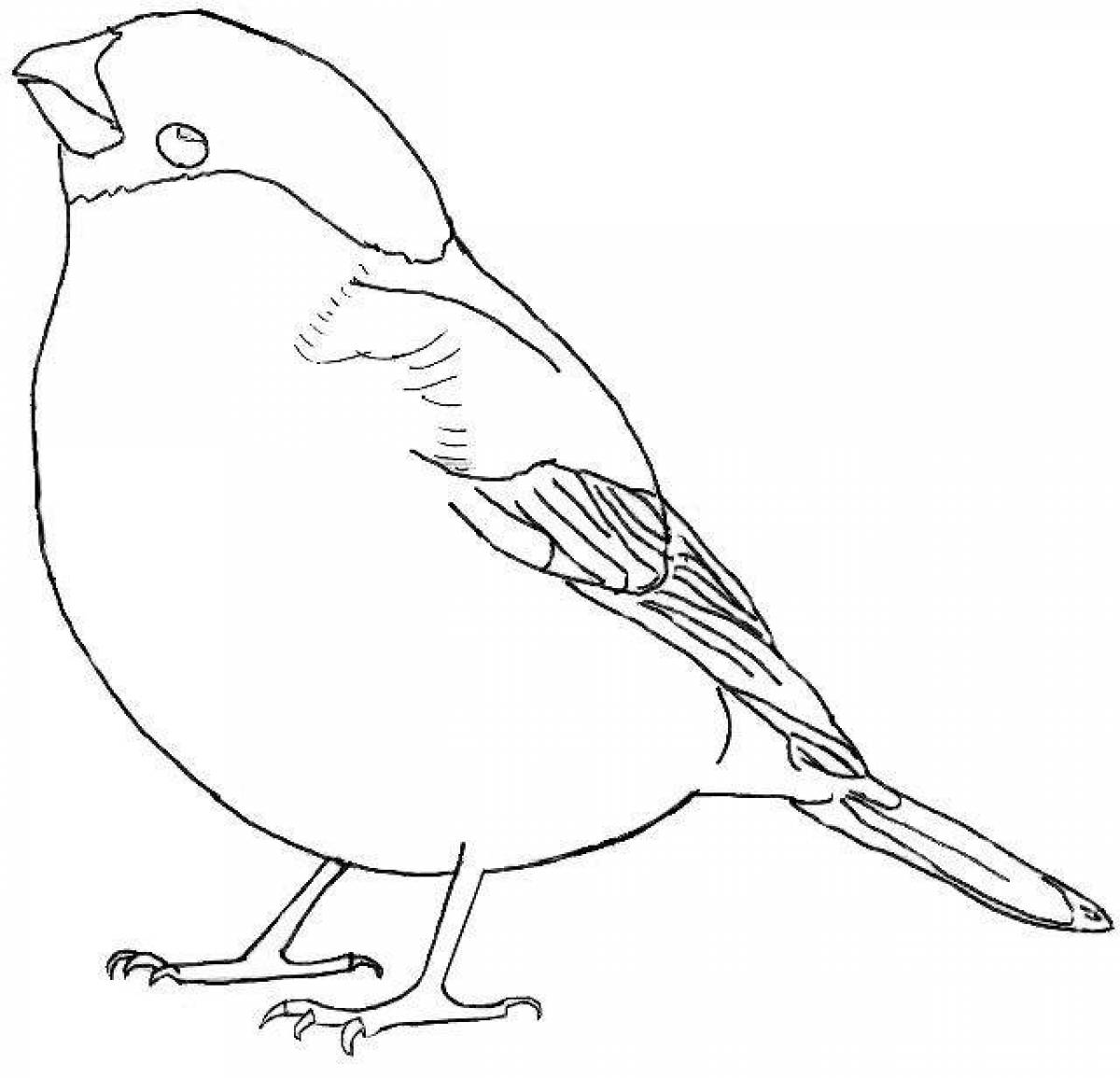Attractive drawing of a bullfinch