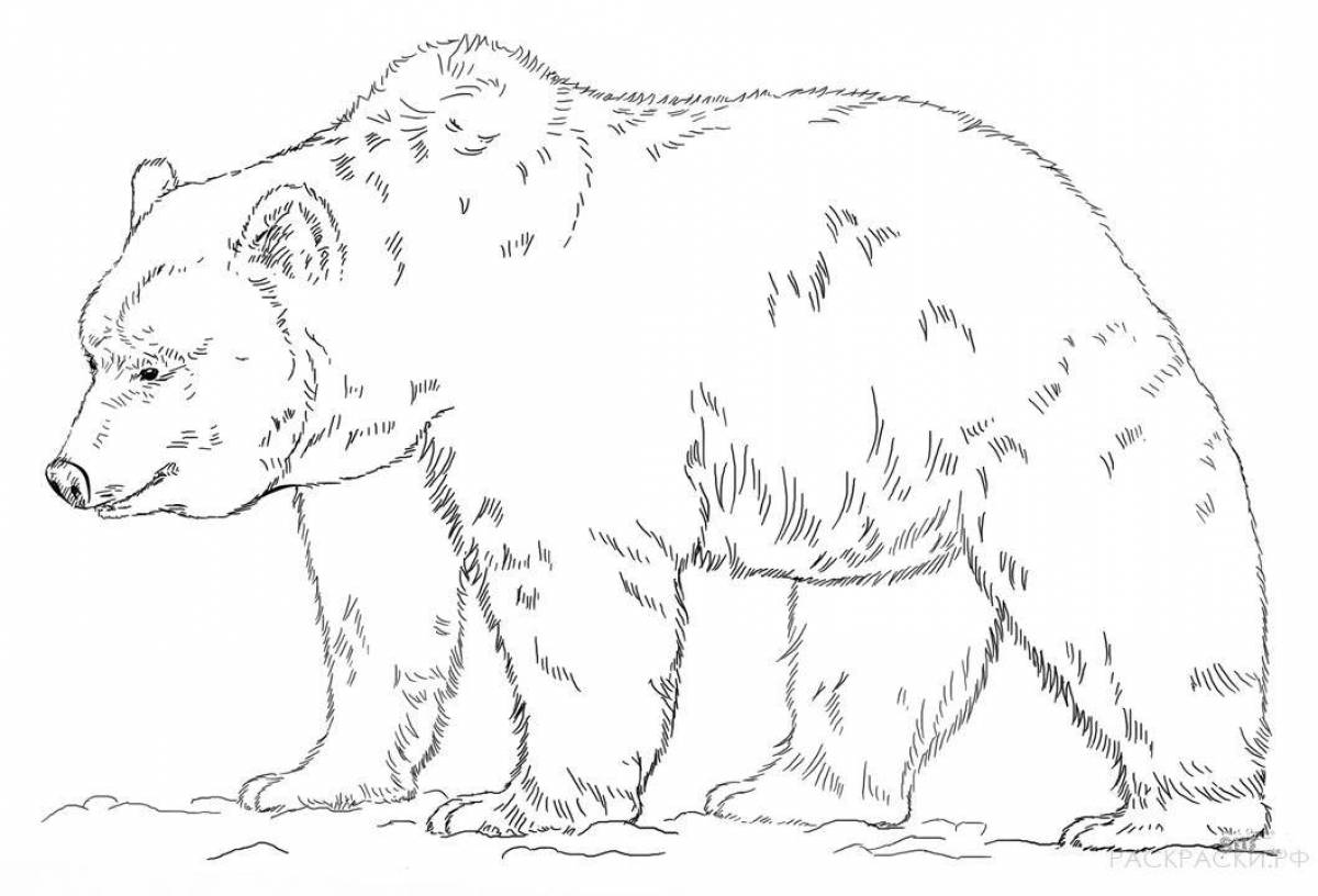 Крошечная раскраска с изображением медведя