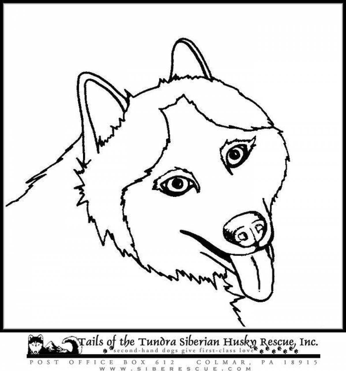 Husky soft coloring book