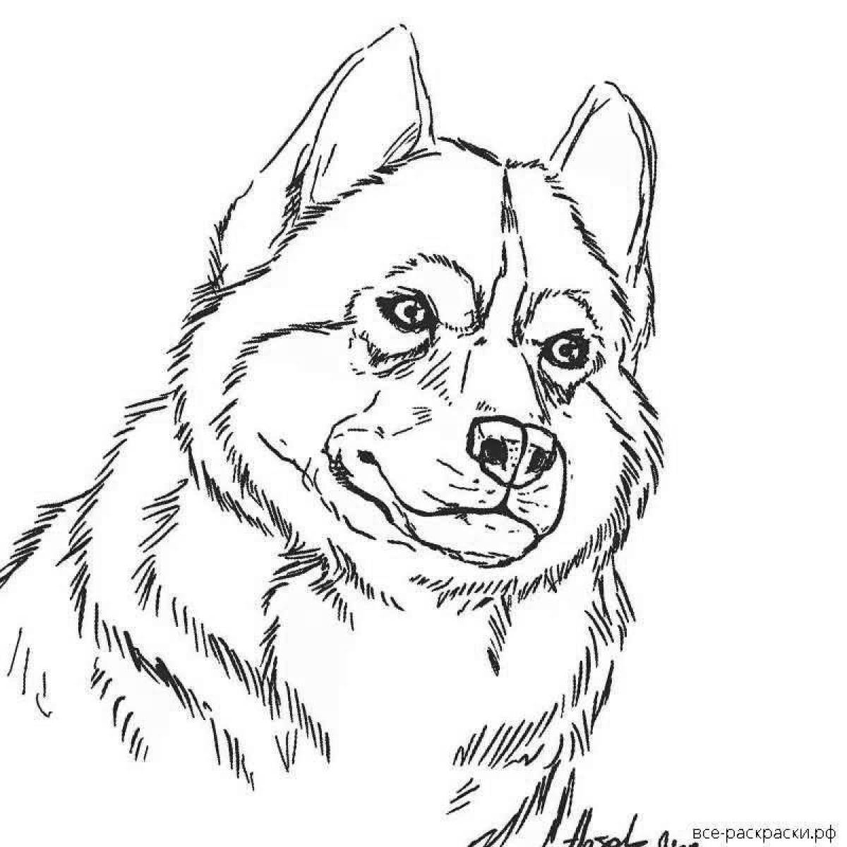 Husky friendly coloring book