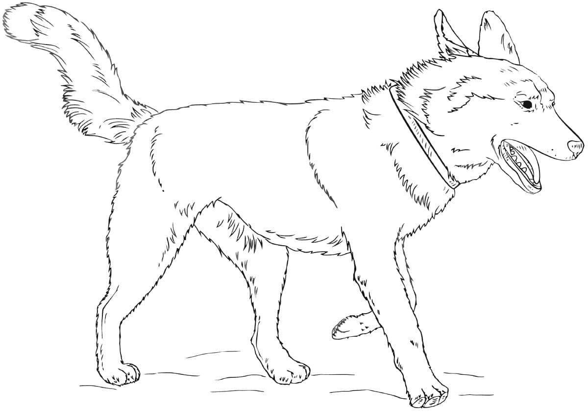 Husky protective paint