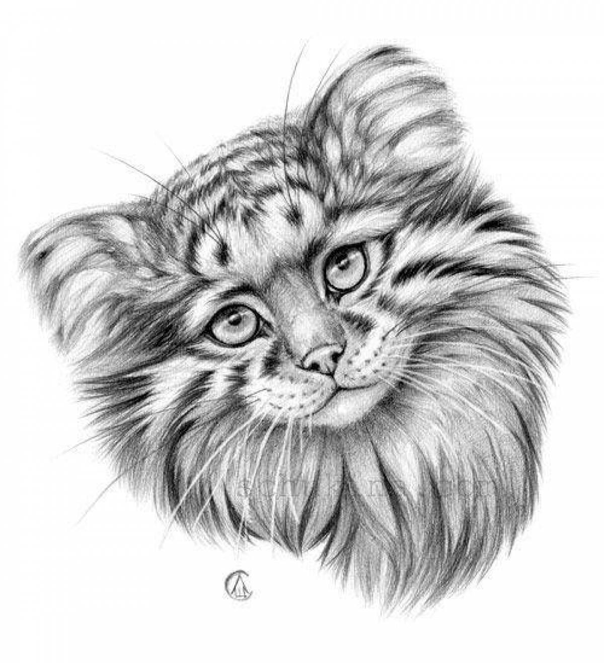 Манул палласов кот рисунок