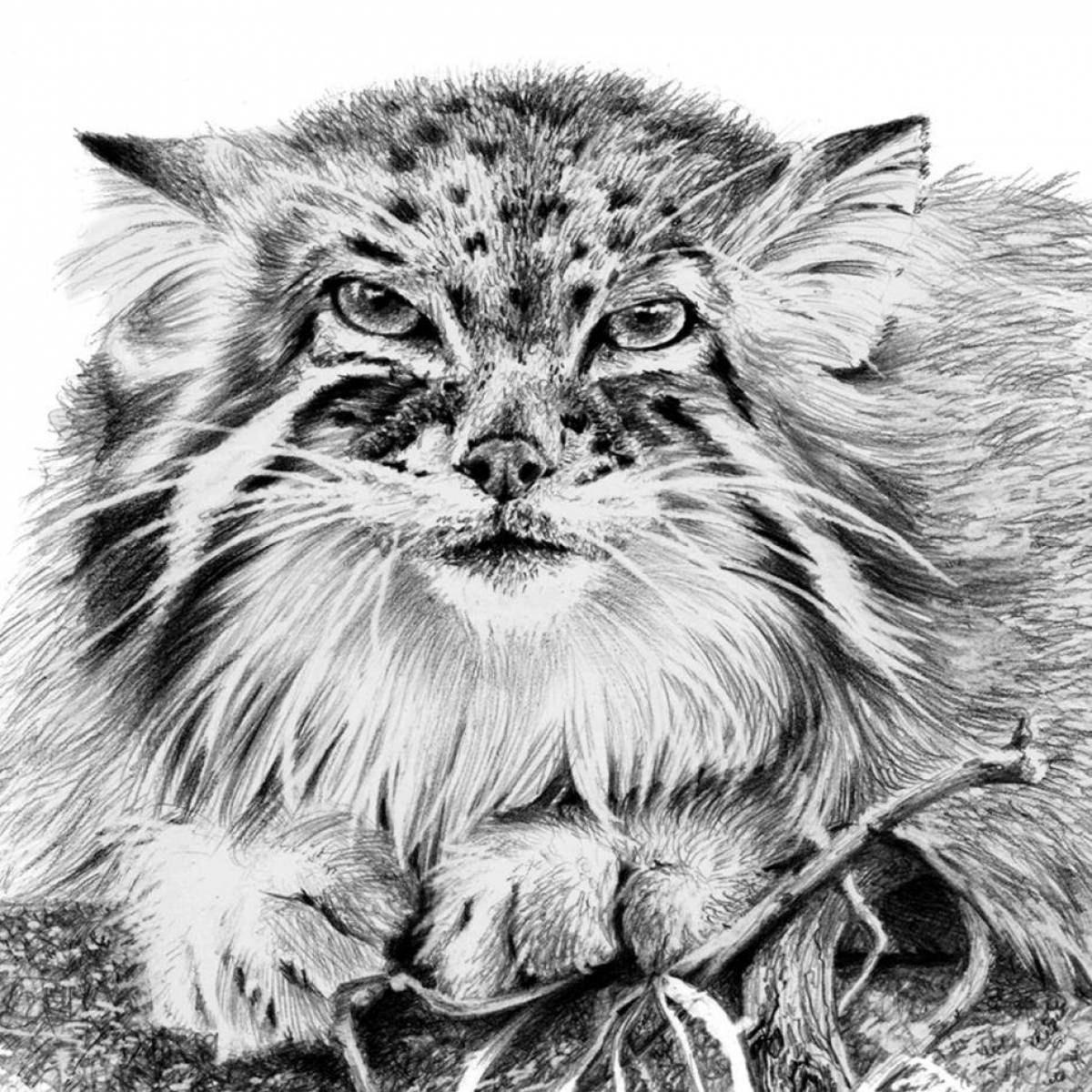 Fabulous manul coloring page