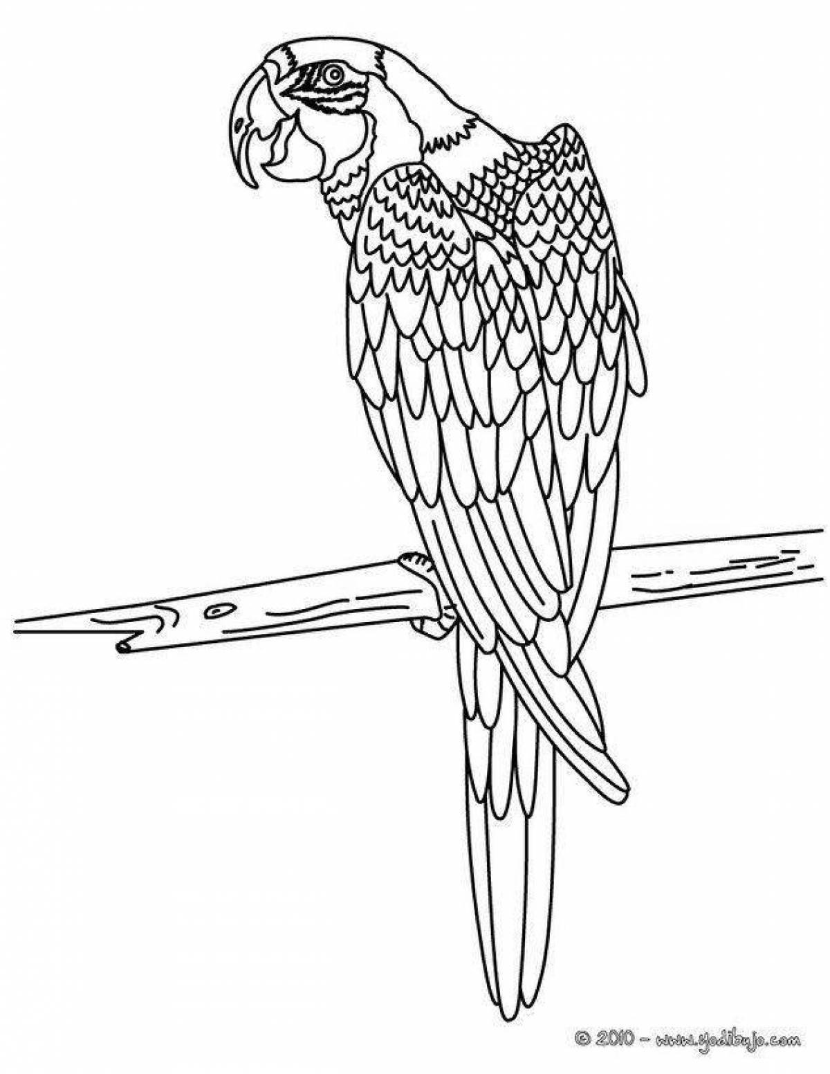 Красочная страница раскраски попугая ара