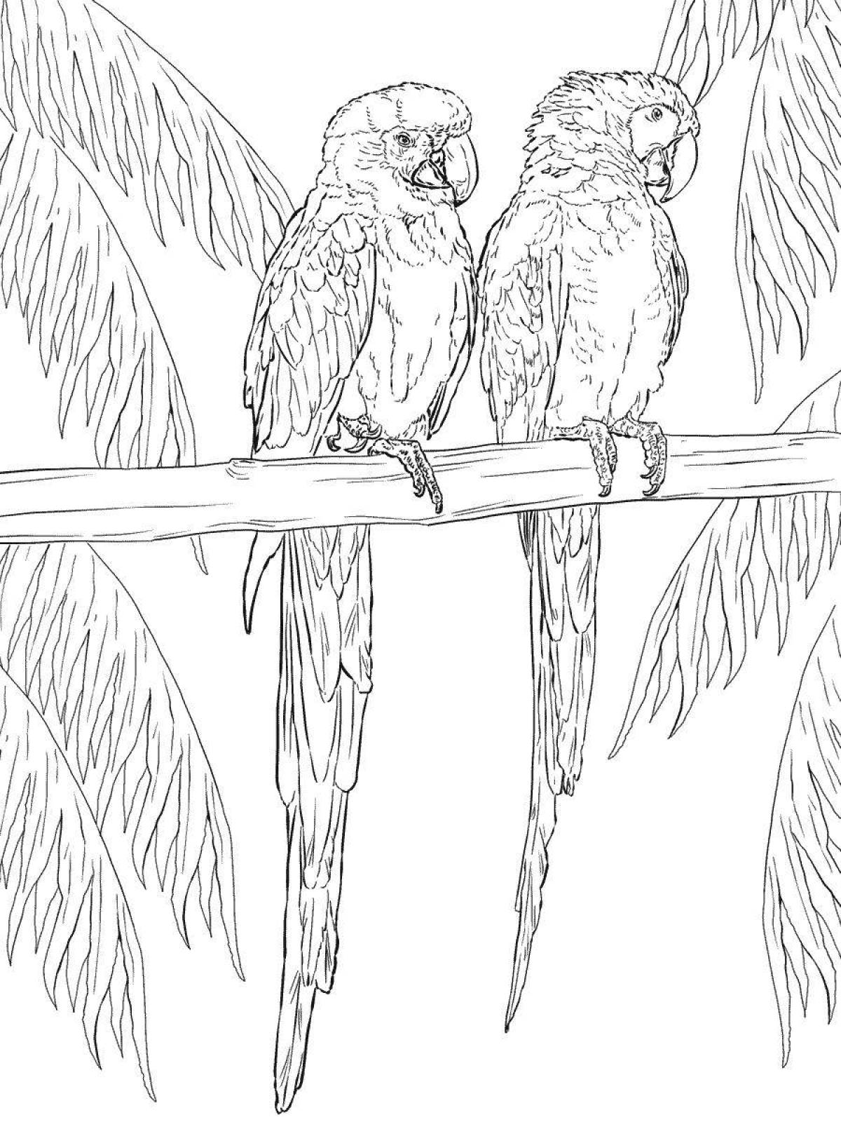 Раскраска яркий попугай ара