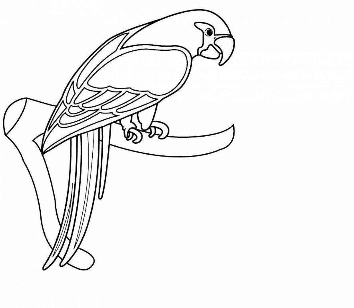 Живой попугай ара раскраска