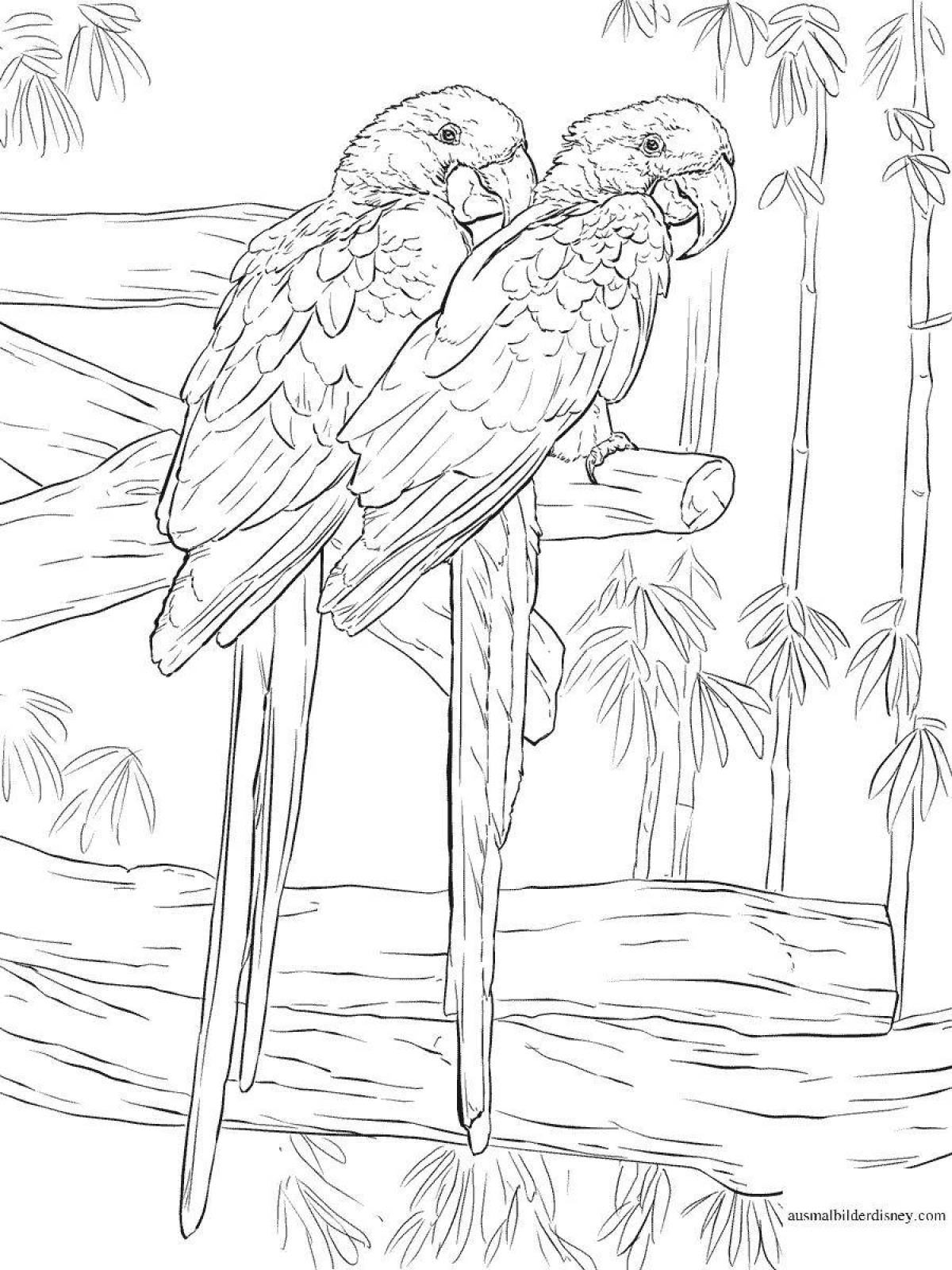Раскраска великолепный попугай ара