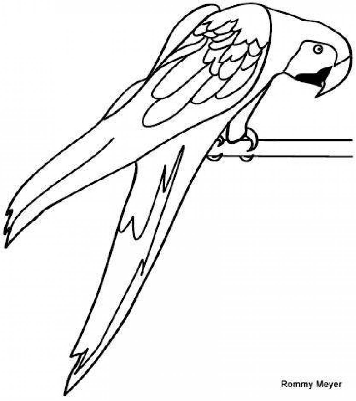 Coloring book shining macaw