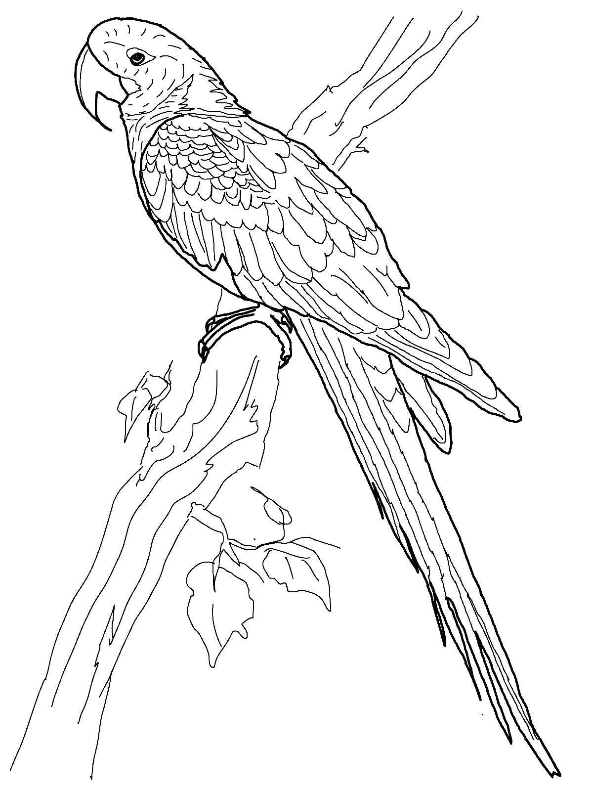 Coloring book nice macaw parrot