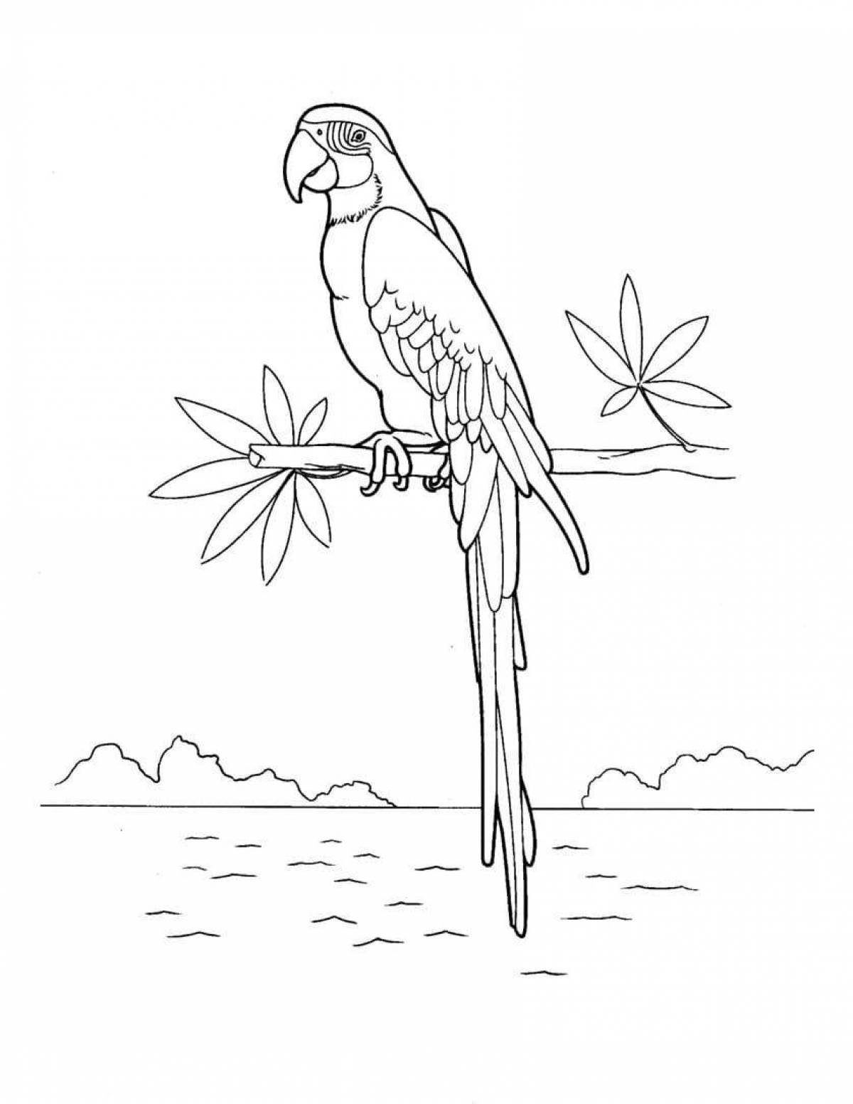 Блестящий попугай ара раскраска