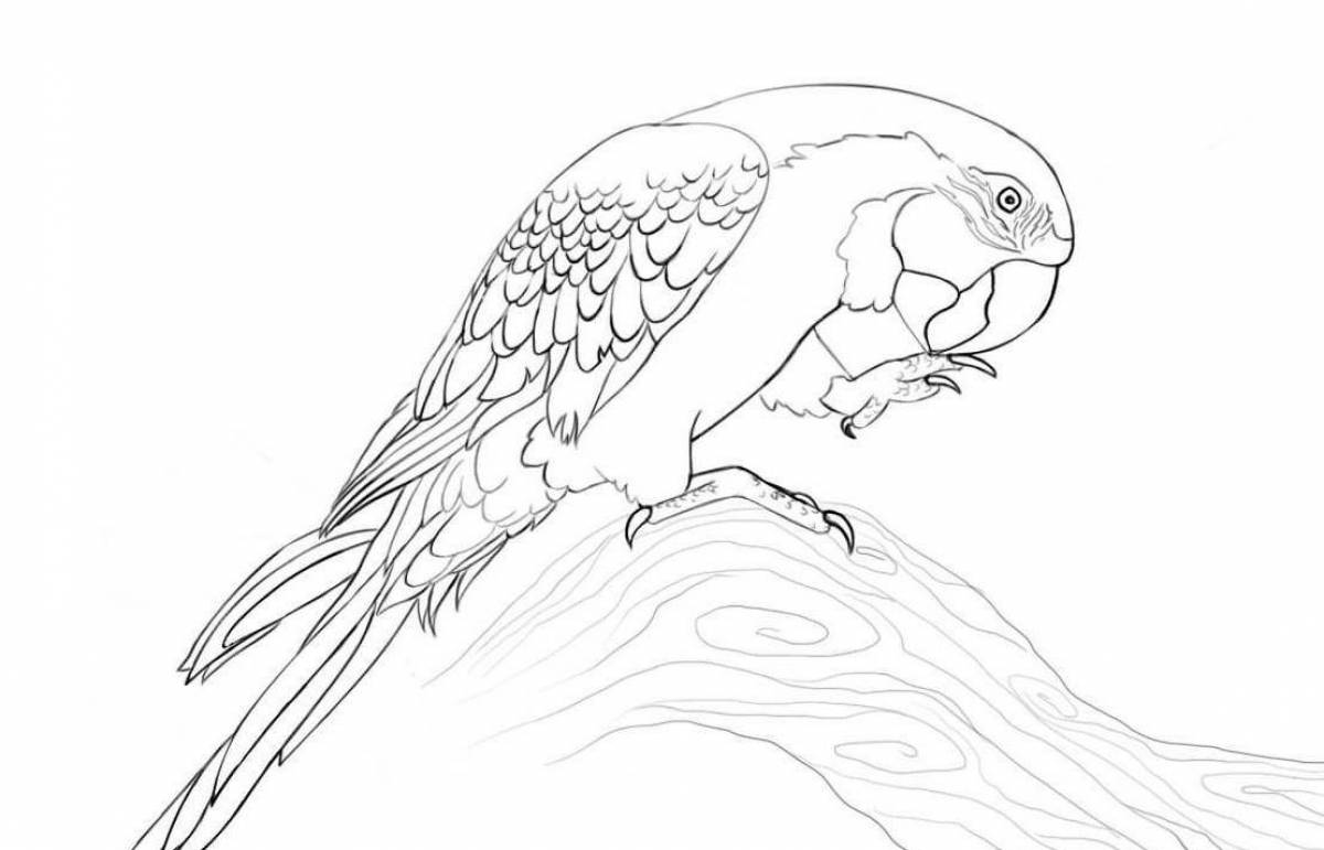 Coloring page charming macaw parrot