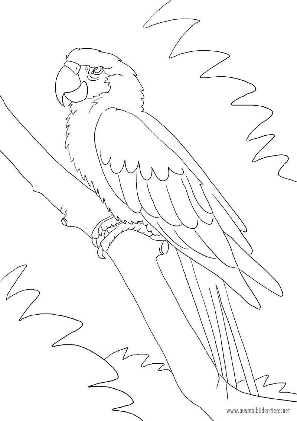 Coloring book cute macaw parrot