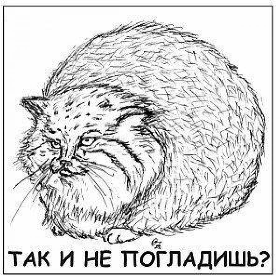 Рисунки кота манула