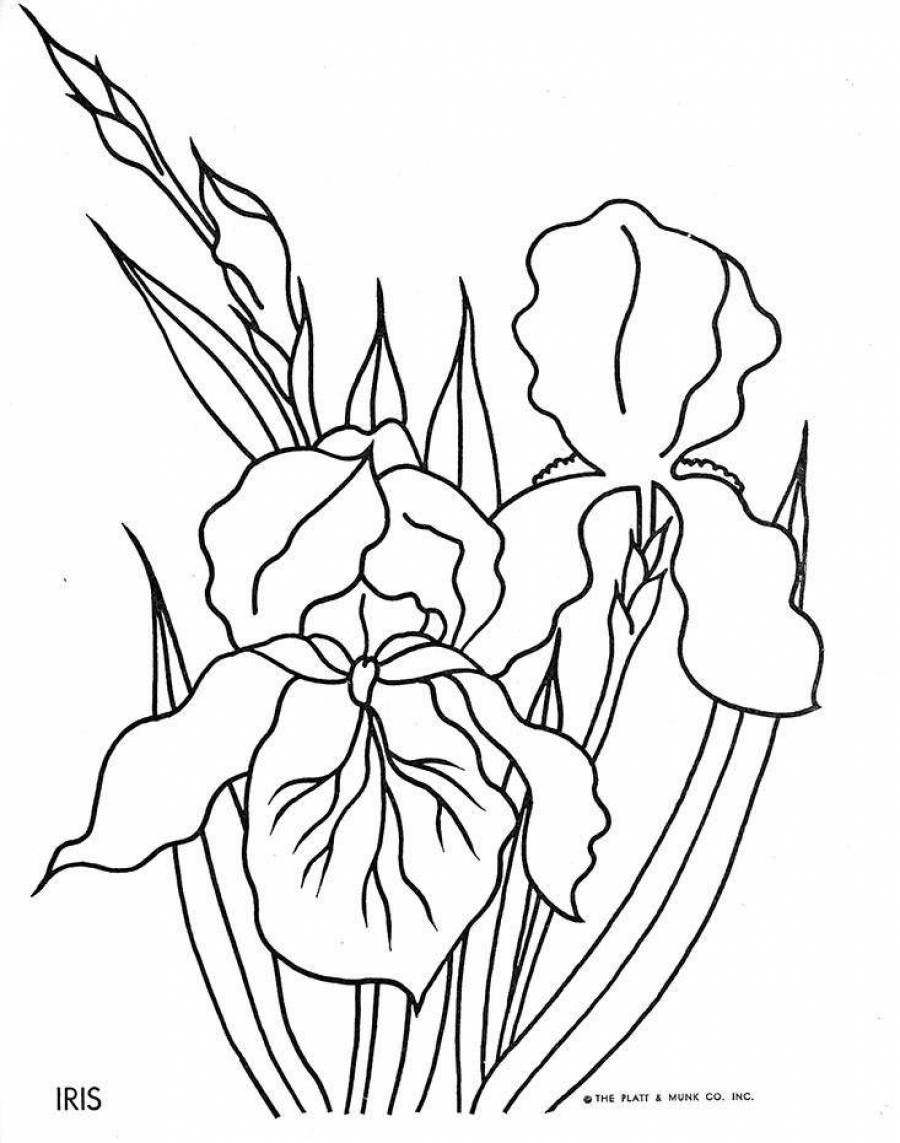 Раскраска Ирис цветок