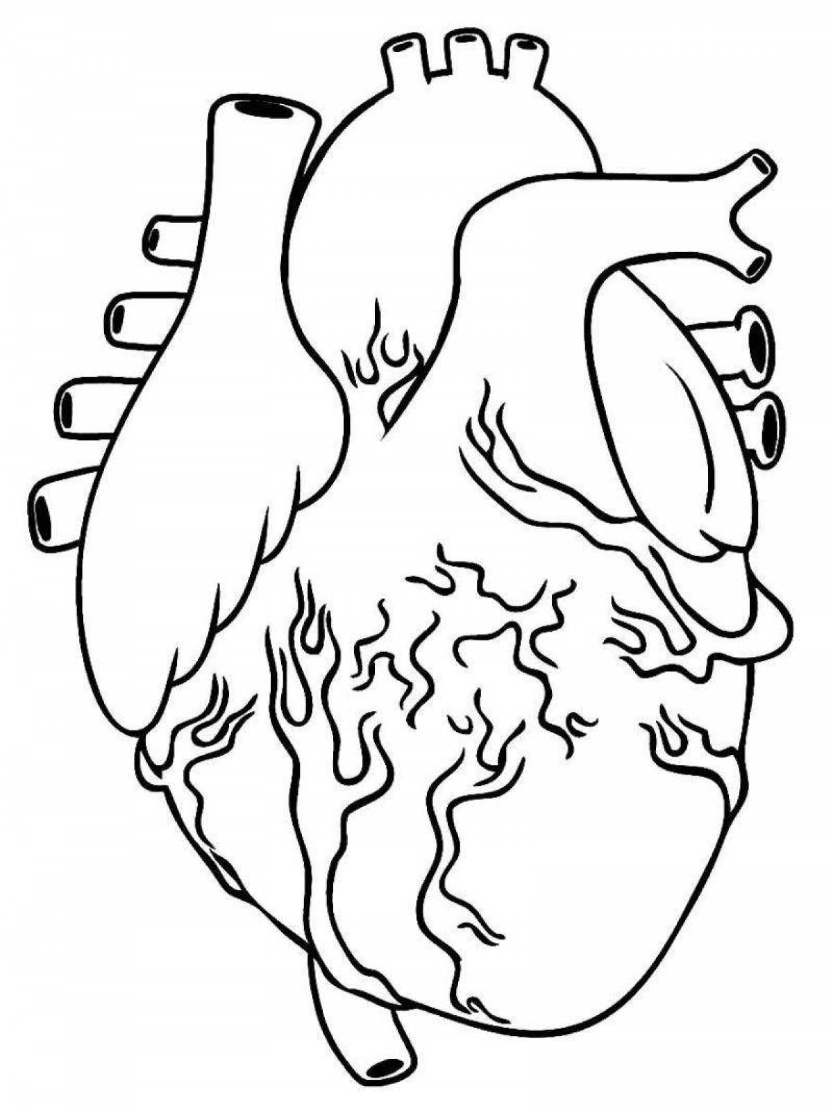Орган сердце человека рисунок. Человеческое сердце раскраска. Человеческое сердце рисунок. Сердце карандашом анатомия. Сердце настоящее контур.