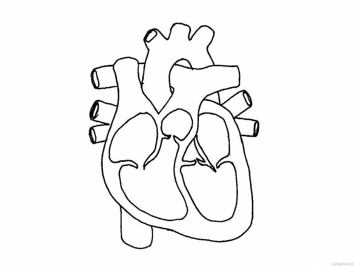Сердце как нарисовать орган