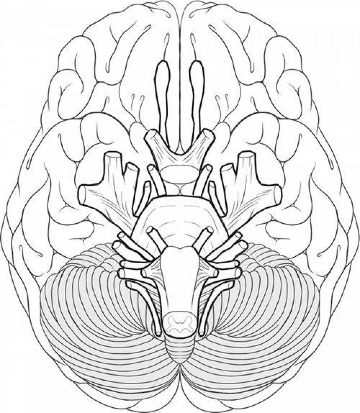 Черепной мозг. Анатомия Черепного мозга. Нервы мозга анатомия. Рисунок черепно мозговых нервов. Черепные нервы раскраска.