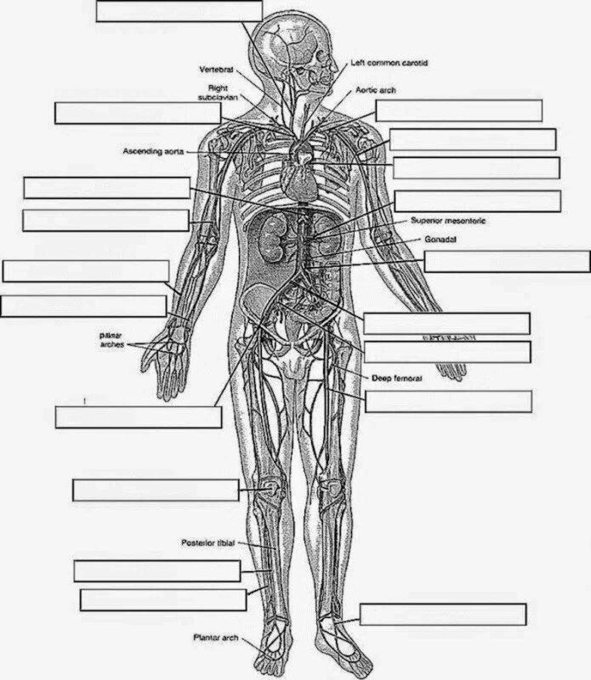 Анатомия человека для распечатки