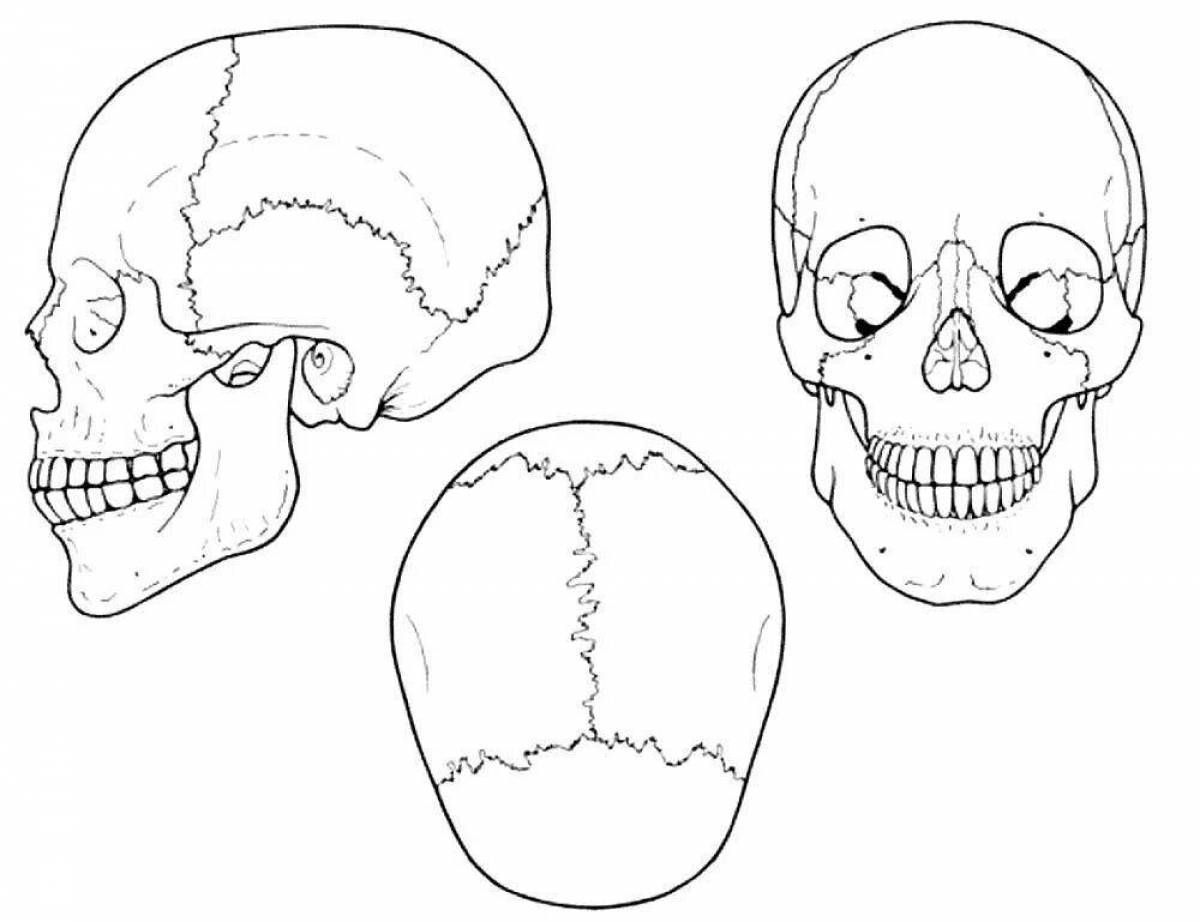 Рисунок черепа сбоку и спереди