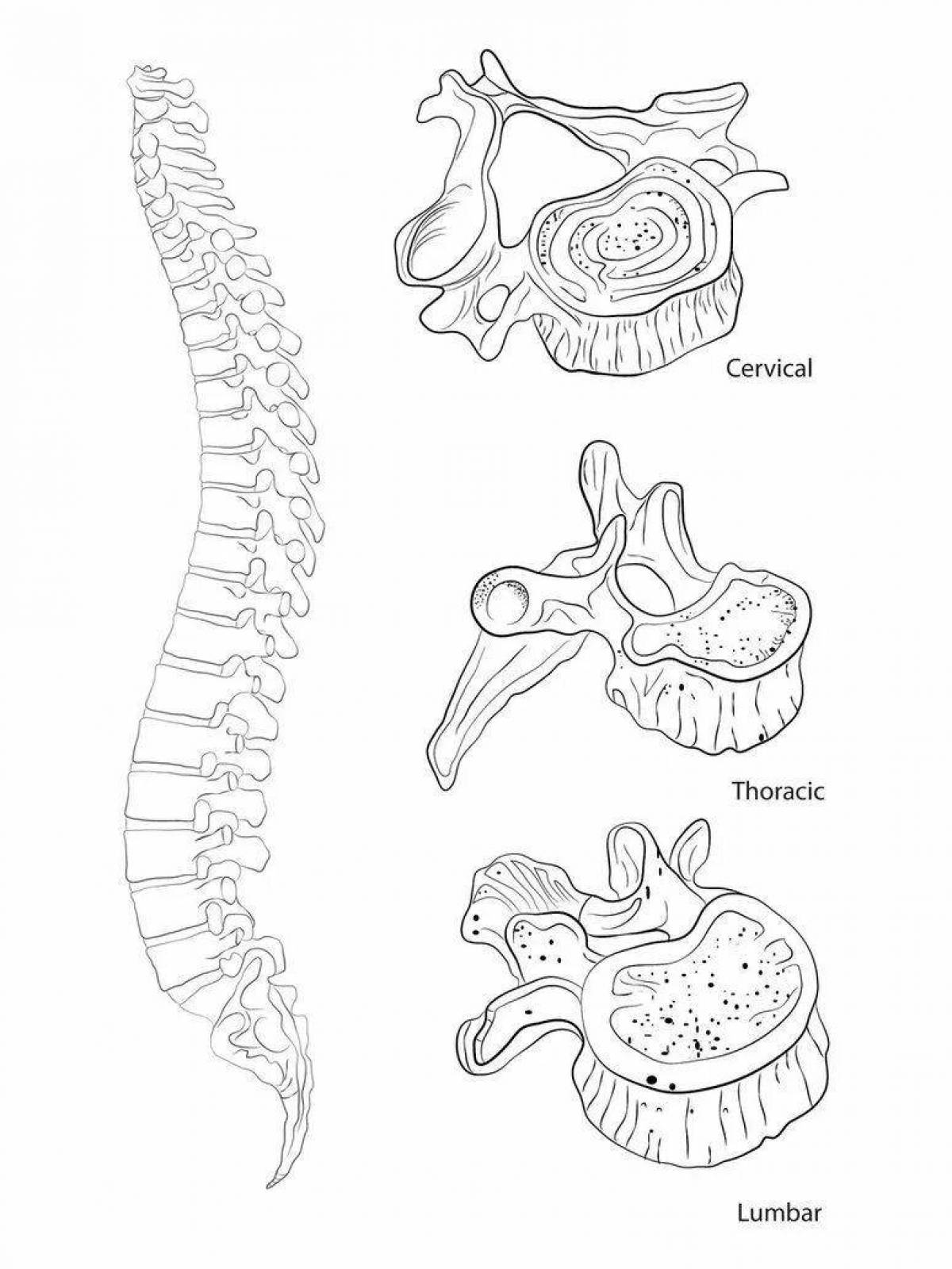 Позвоночник рисунок. Позвоночник карандашом. Анатомия раскраска. Позвоночные вырезки.