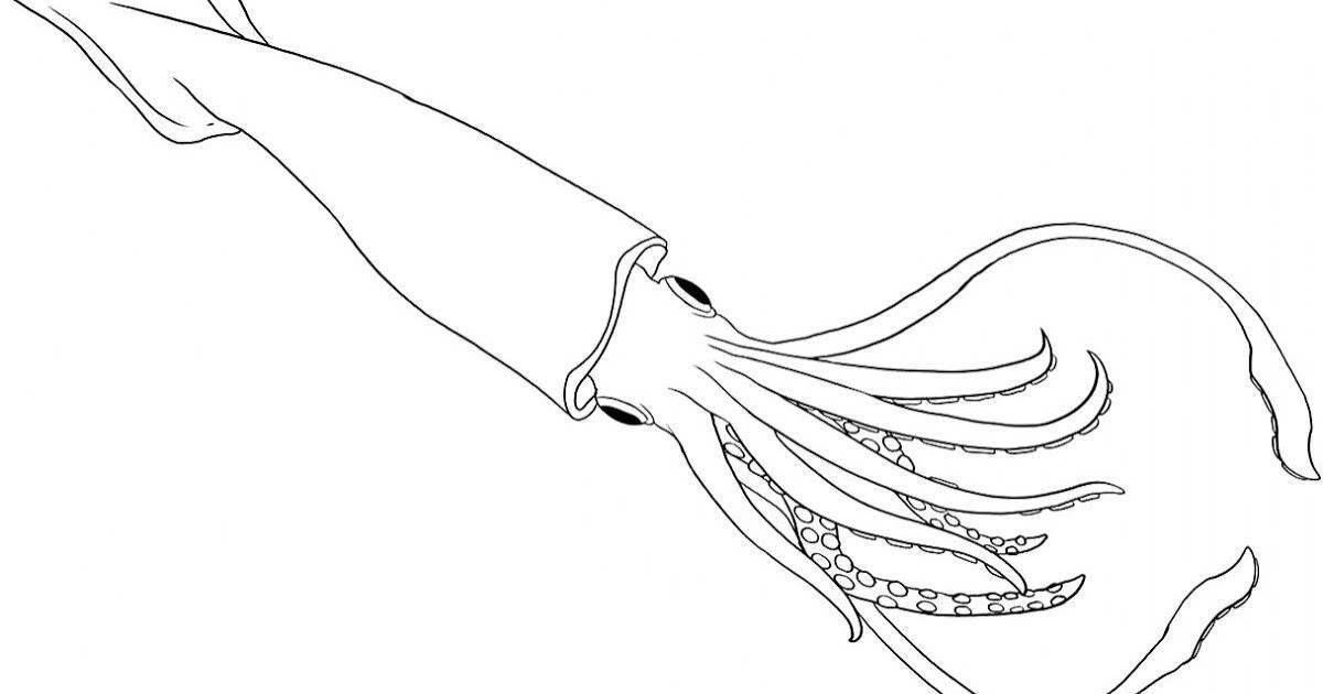 Elegant coloring squid