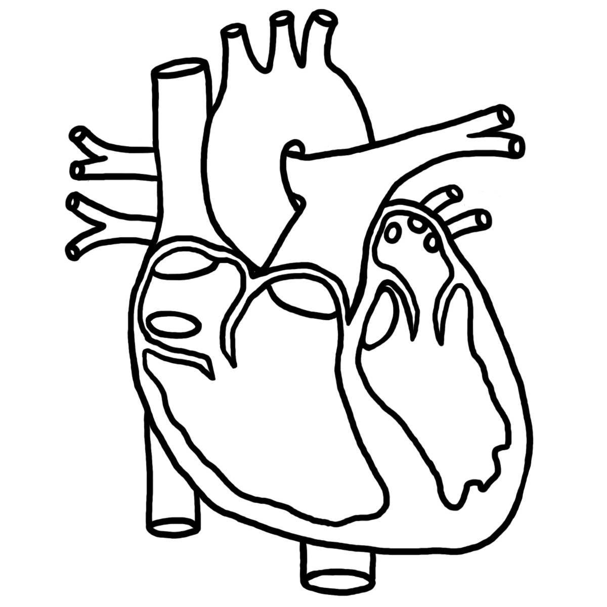 Colorful human heart coloring page