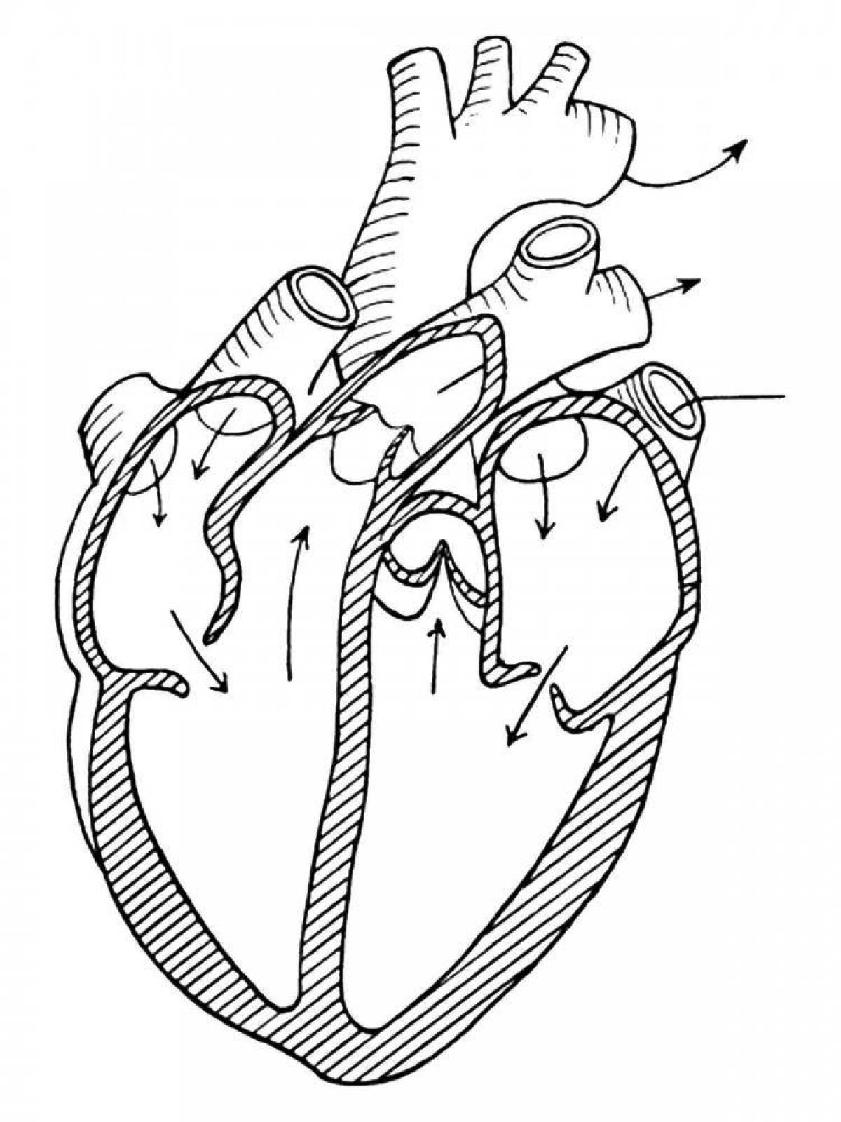 Delightful human heart coloring page