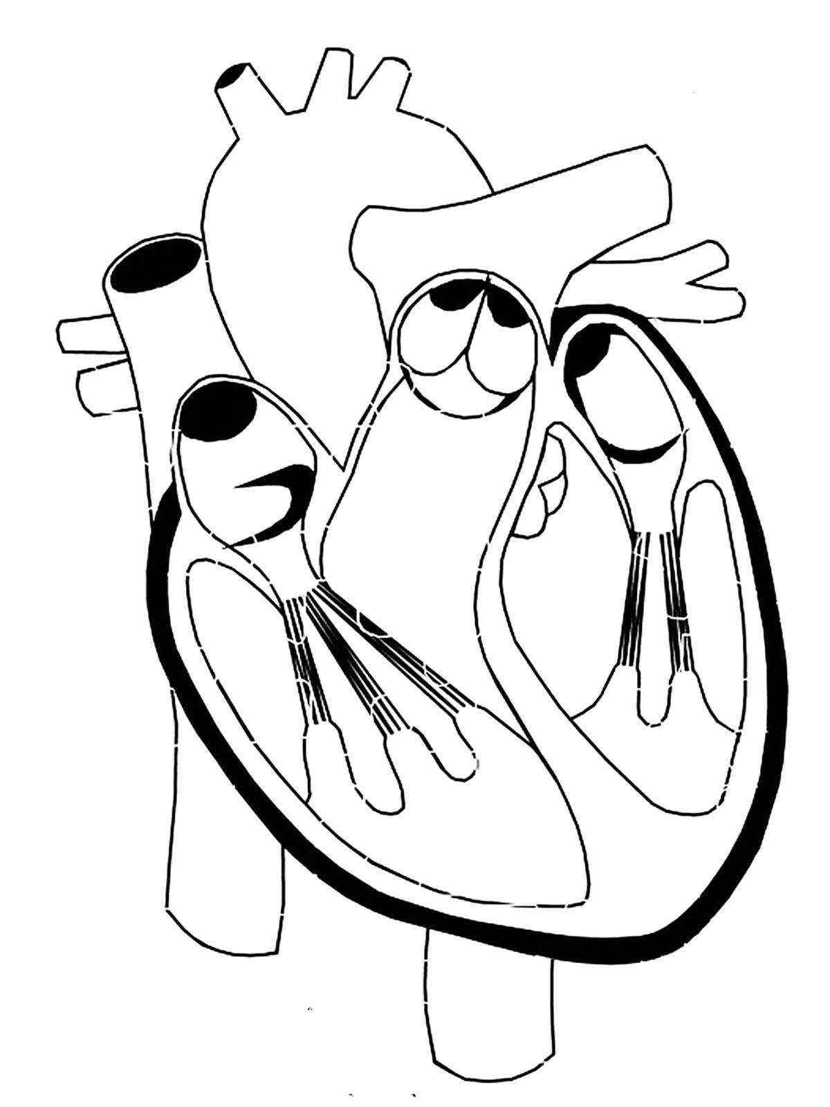 Exquisite human heart coloring page