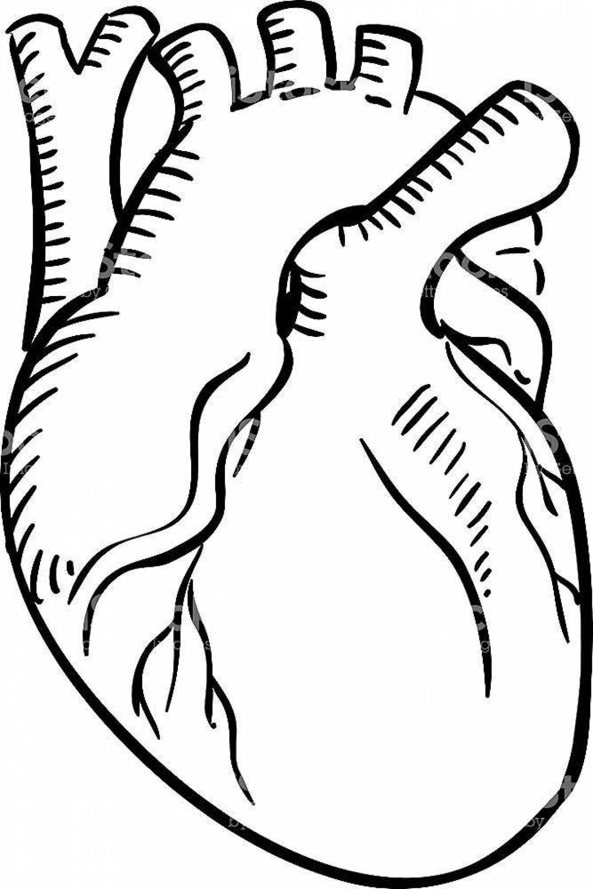 Human heart coloring page