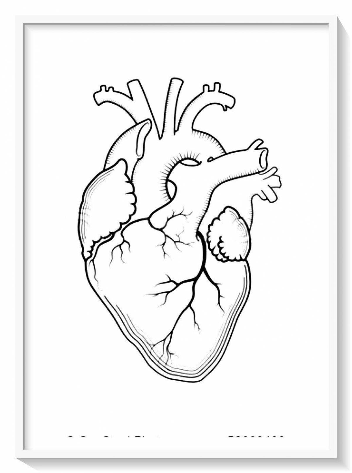 Detailed human heart coloring page