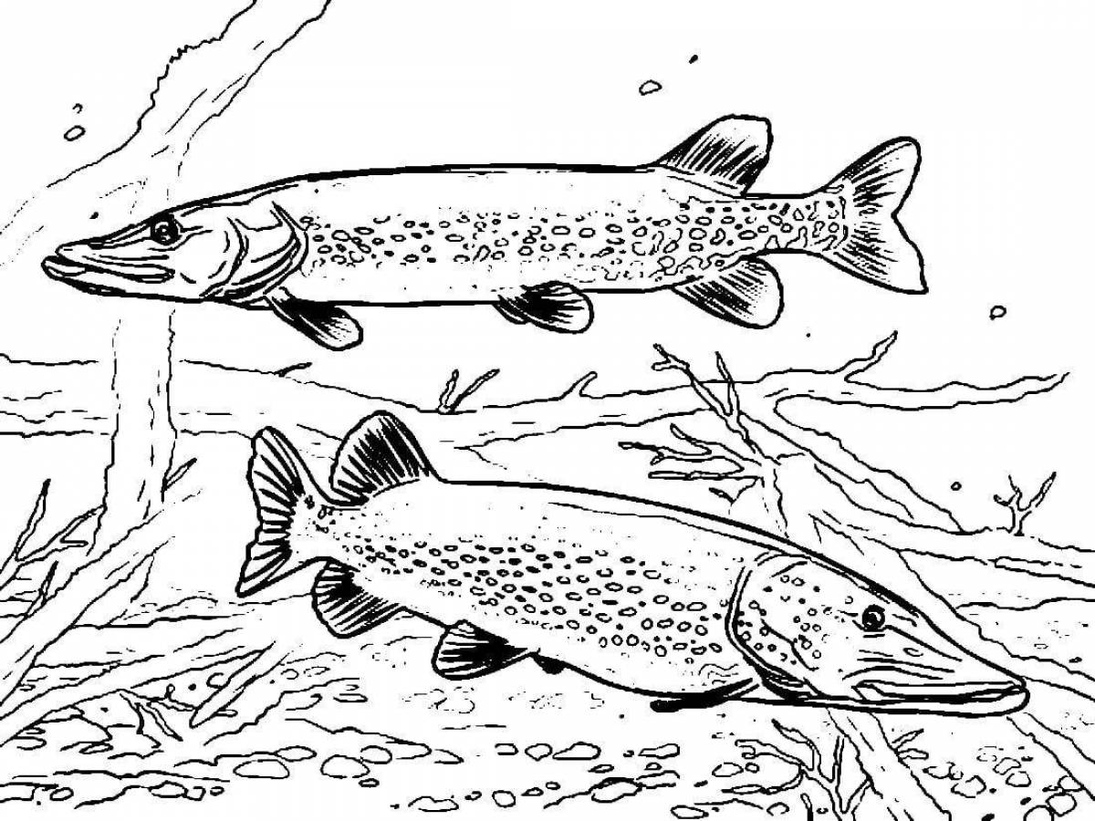 Coloring pike for children